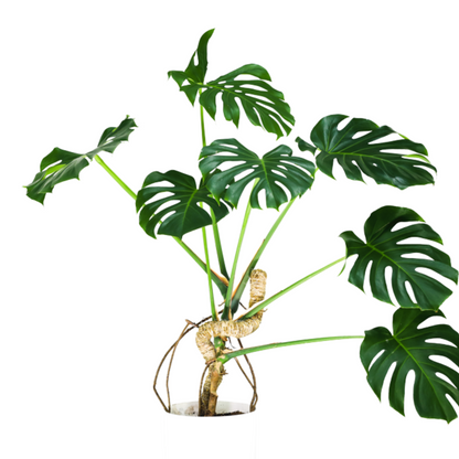 The Original Bendable Moss Pole™ - Best Seller (Pins Included)