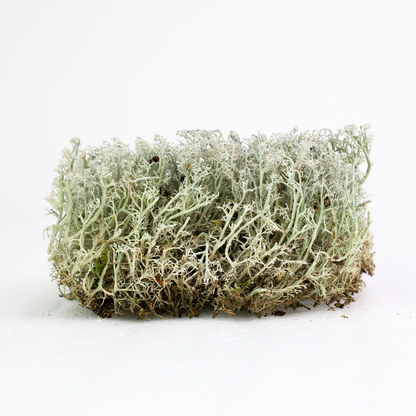Lichen - Revita-Mousse (Cladonia arbuscula)