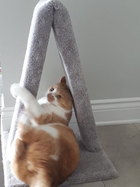 Model 12 - 23" A-Frame Scratch Post.