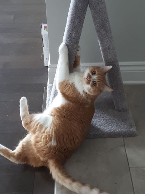 Model 12 - 23" A-Frame Scratch Post.