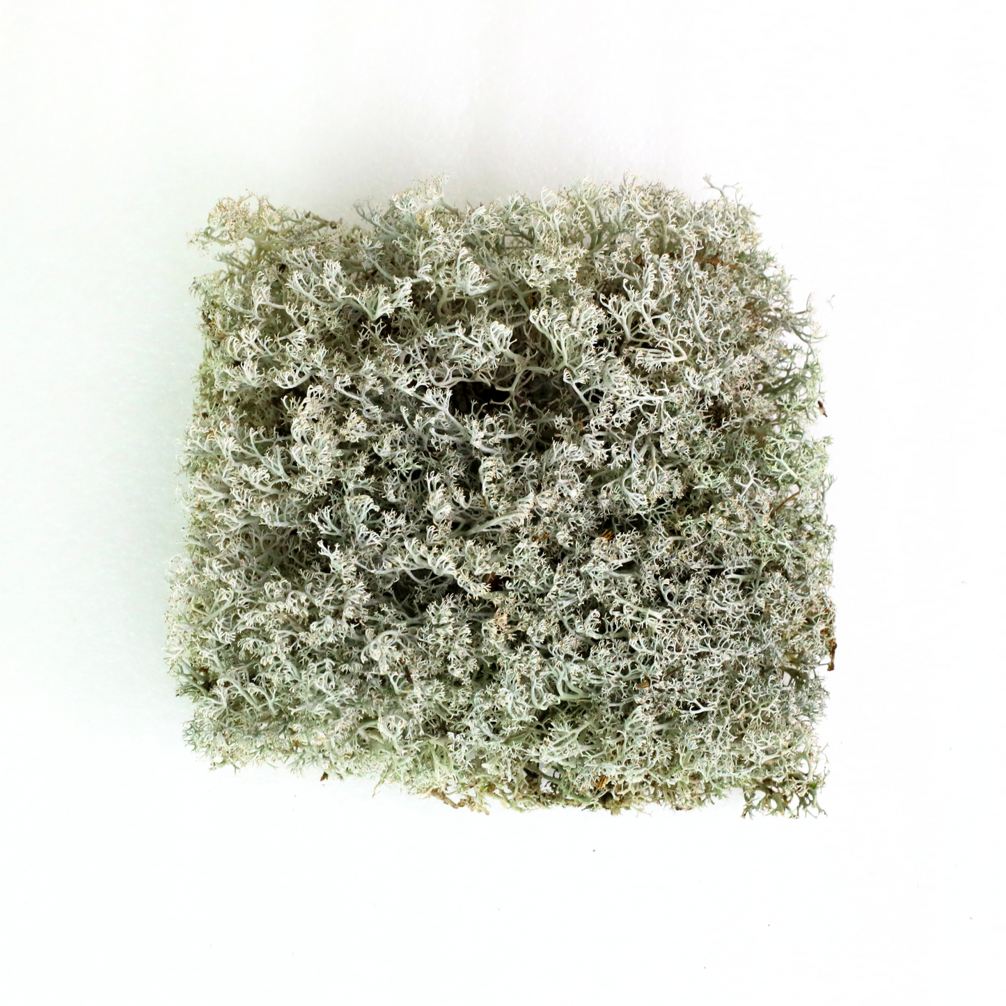 Lichen - Revita-Mousse (Cladonia arbuscula)