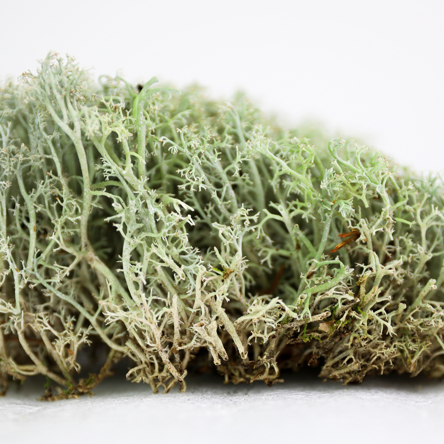 Lichen - Revita-Mousse (Cladonia arbuscula)