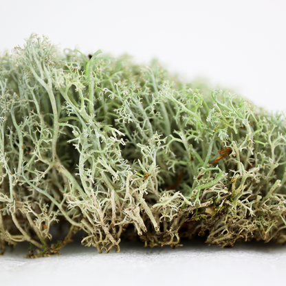 Lichen - Revita-Mousse (Cladonia arbuscula)