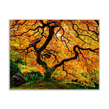 Toile imprimée - Oranger - Art de la nature