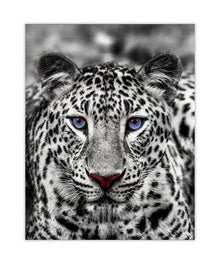 Décoration murale-Tigre blanc aux yeux bleus- Décoration sur le thème de la faune et la flore