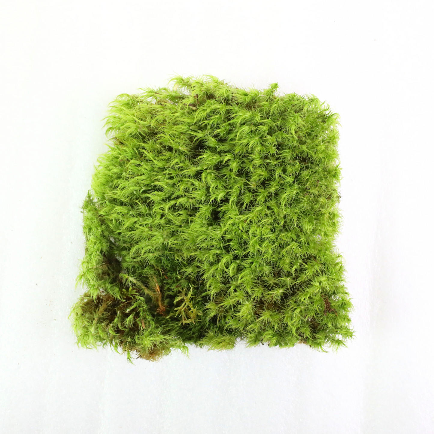 Mousse de sphaigne - Revita-Moss (Dicranum)