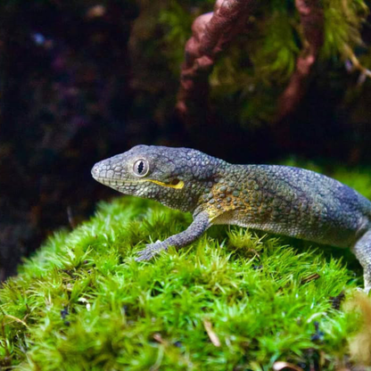 Mousse de sphaigne - Revita-Moss (Dicranum)