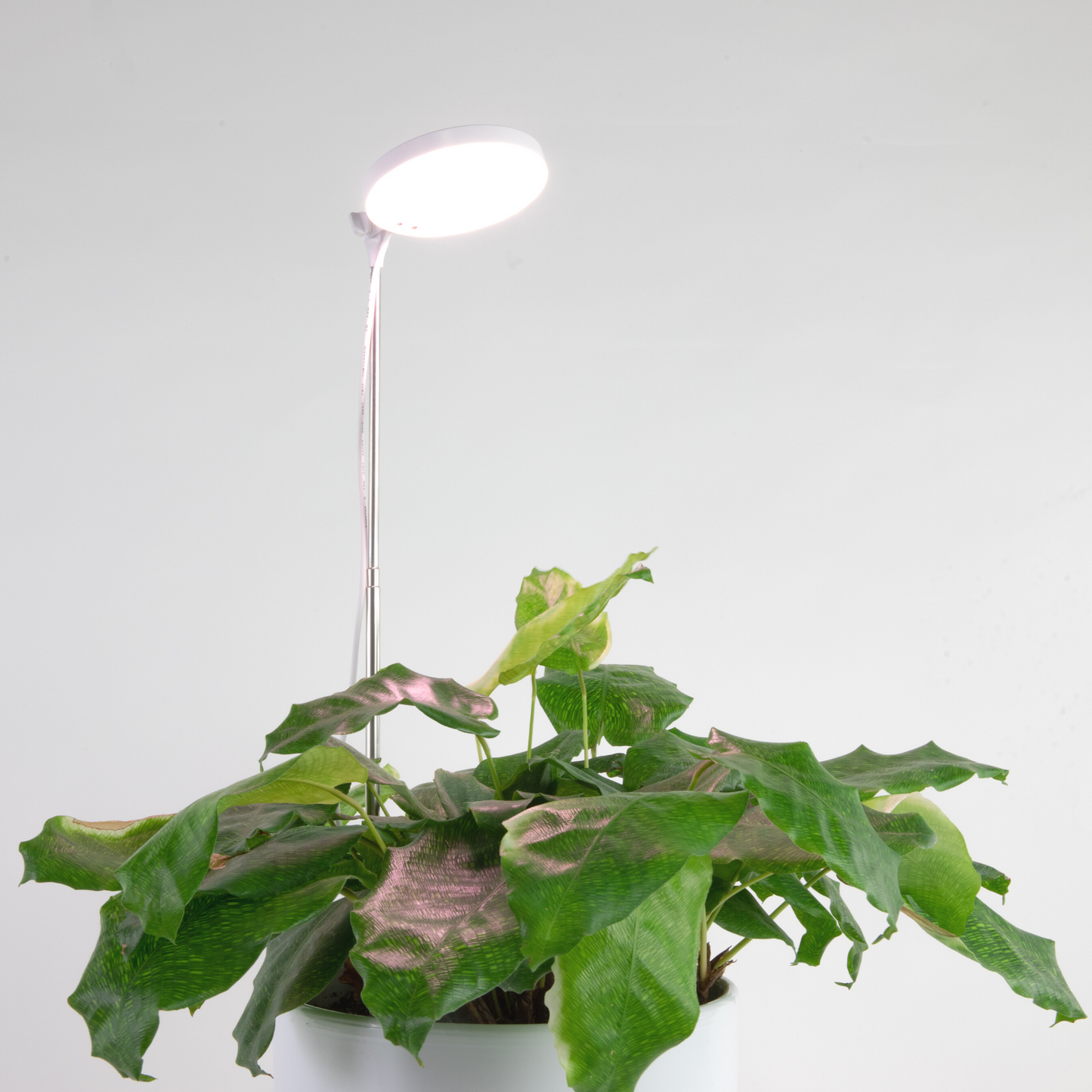 Lampe horticole LED réglable de 28 pouces