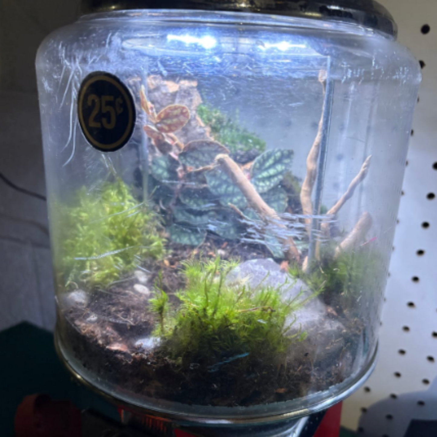 Mousse de sphaigne - Revita-Moss (Dicranum)