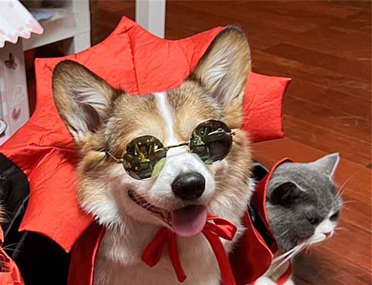 Costume d'Halloween pour chien et chat – Cape de roi vampire au motif noir effrayant