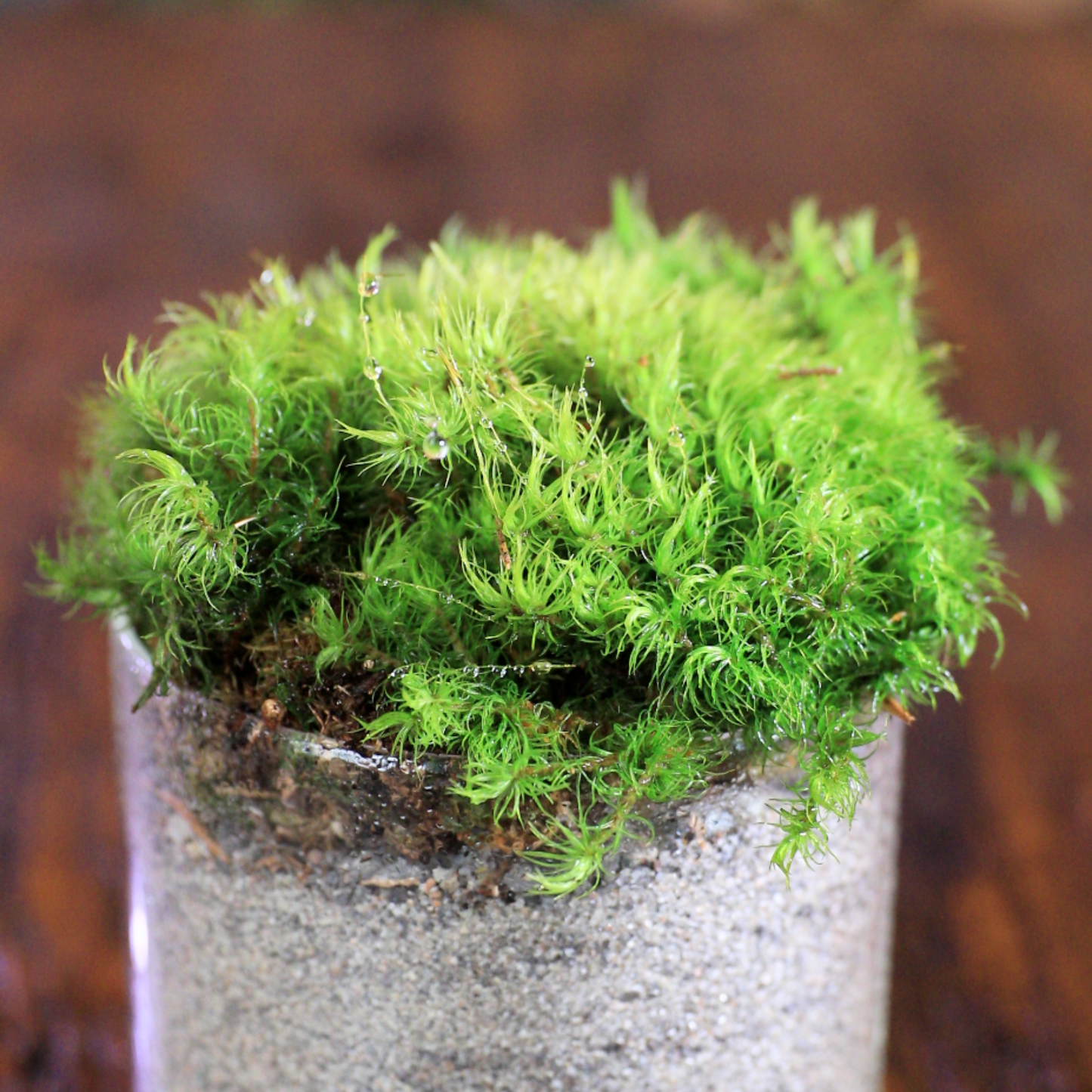 Mousse de sphaigne - Revita-Moss (Dicranum)