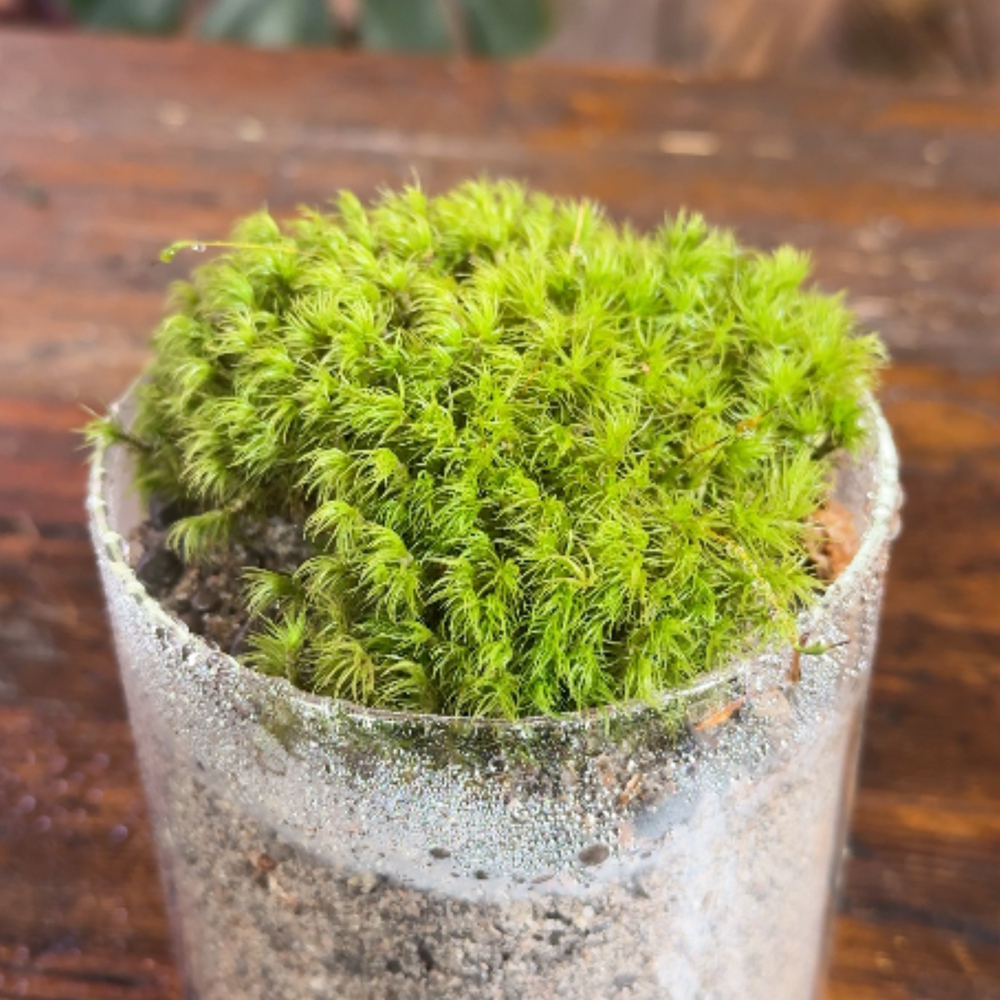 Mousse de sphaigne - Revita-Moss (Dicranum)