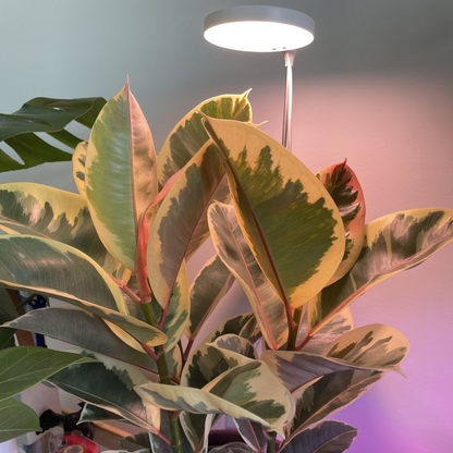 Lampe horticole LED réglable de 28 pouces