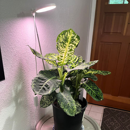 Lampe horticole LED réglable de 28 pouces