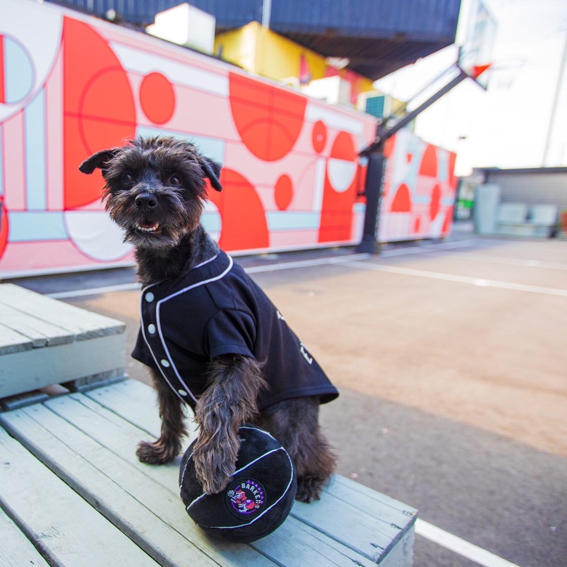 Jouet pour chien Toronto Barkers