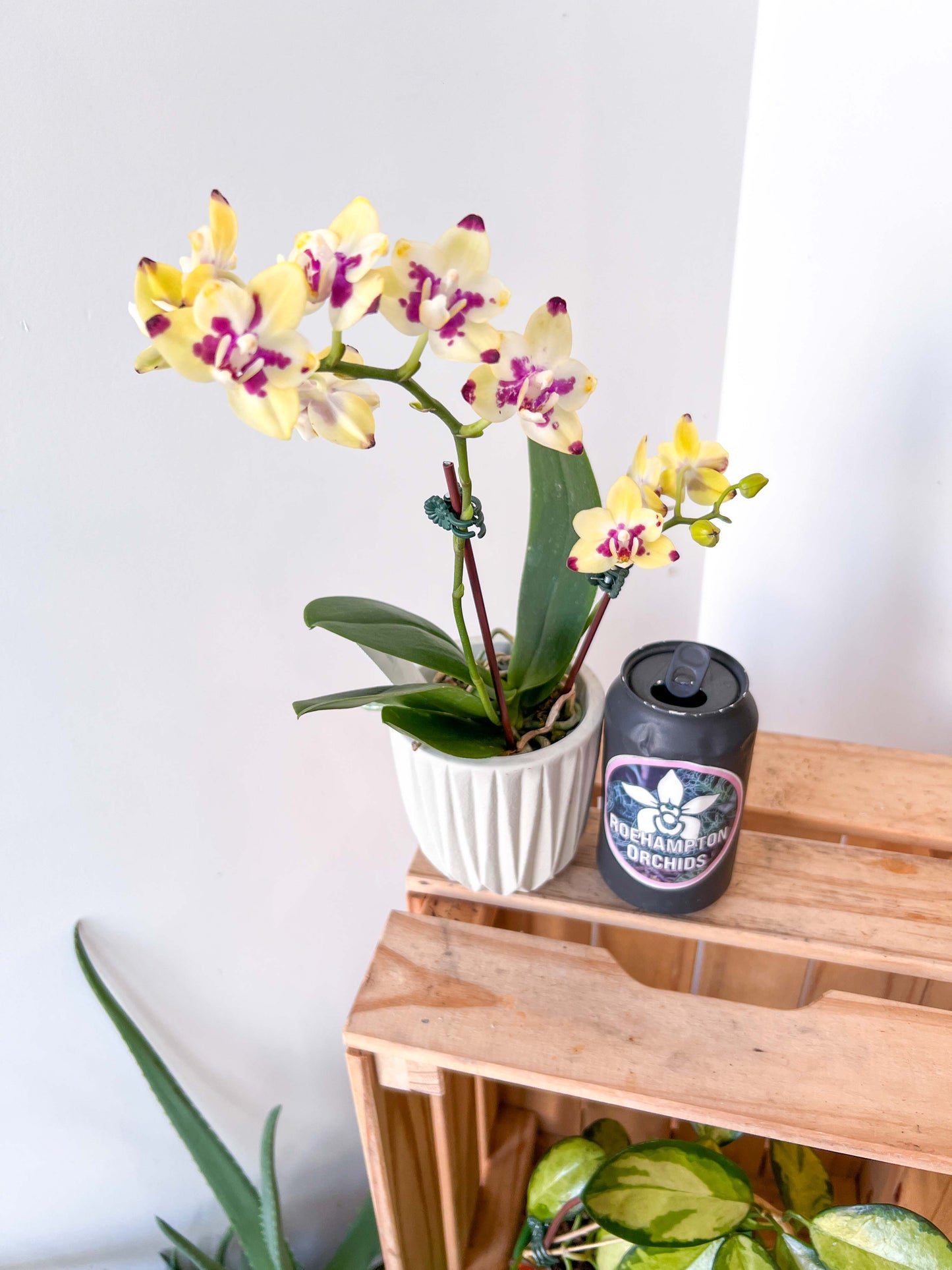 Best in Bloom - Compact Phalaenopsis with Pot