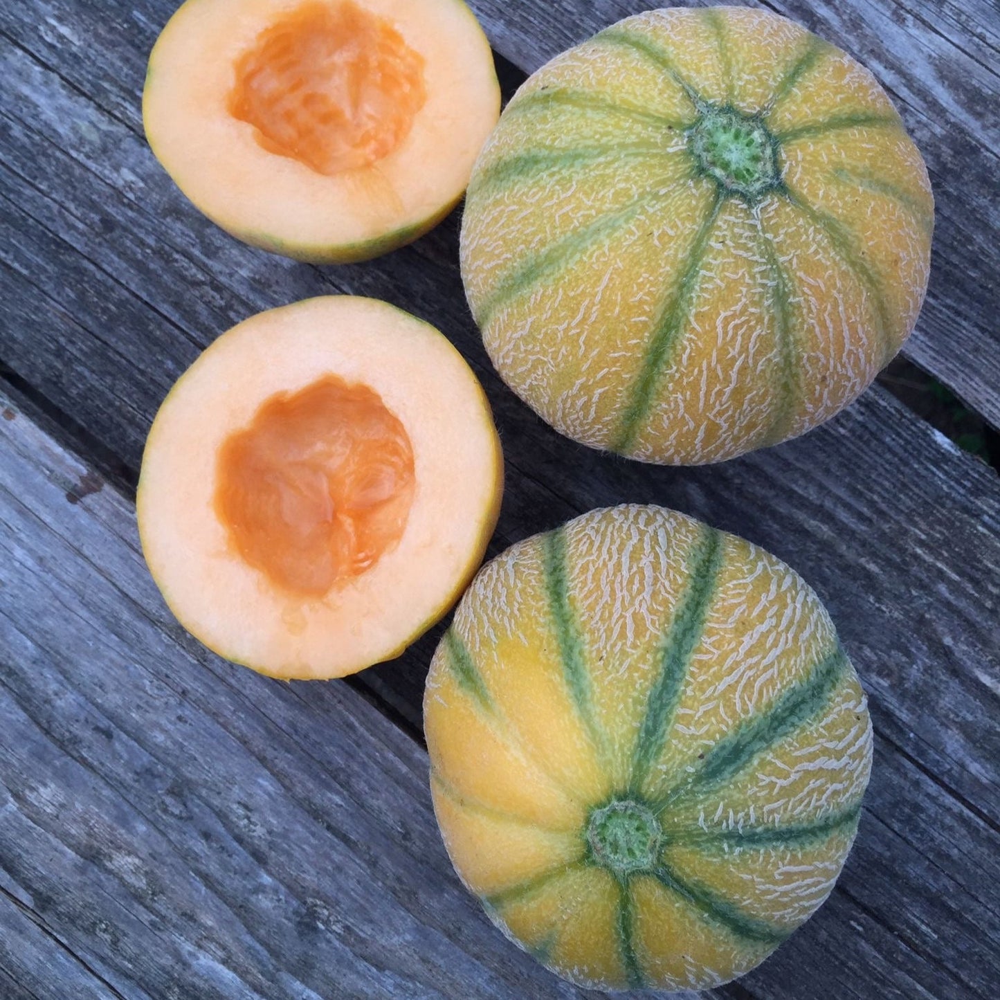 Melon nain du Minnesota