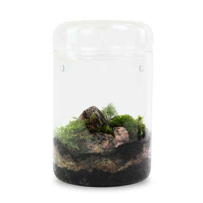 Pack Mixte Revita-Moss™