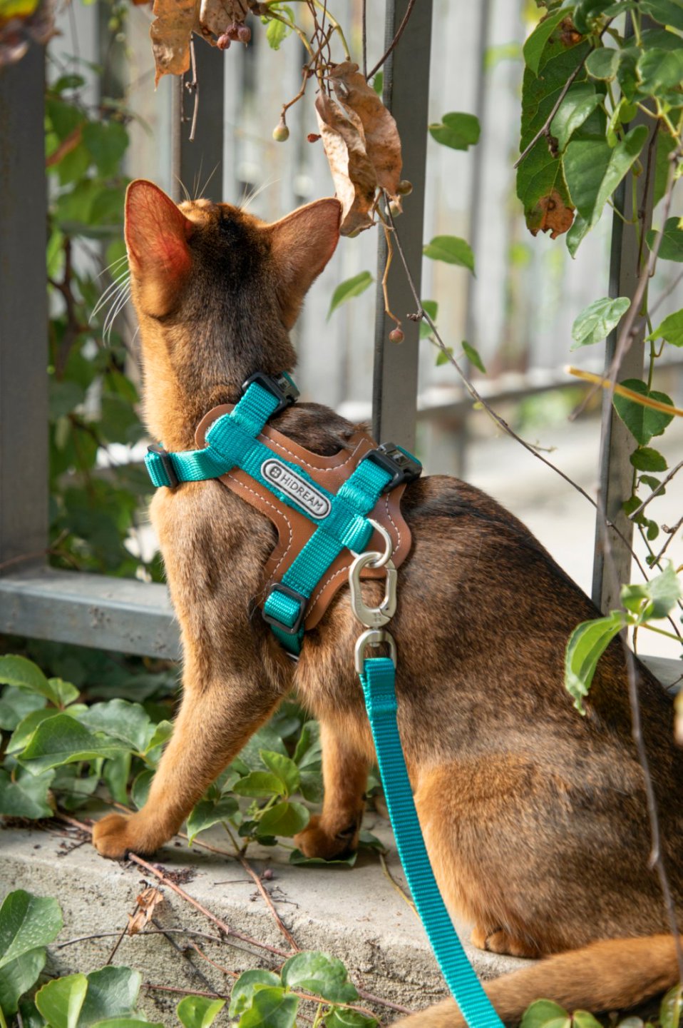 Momopets™ BOBO Series – Harnais en H en Cuir de Qualité Supérieure pour Chat