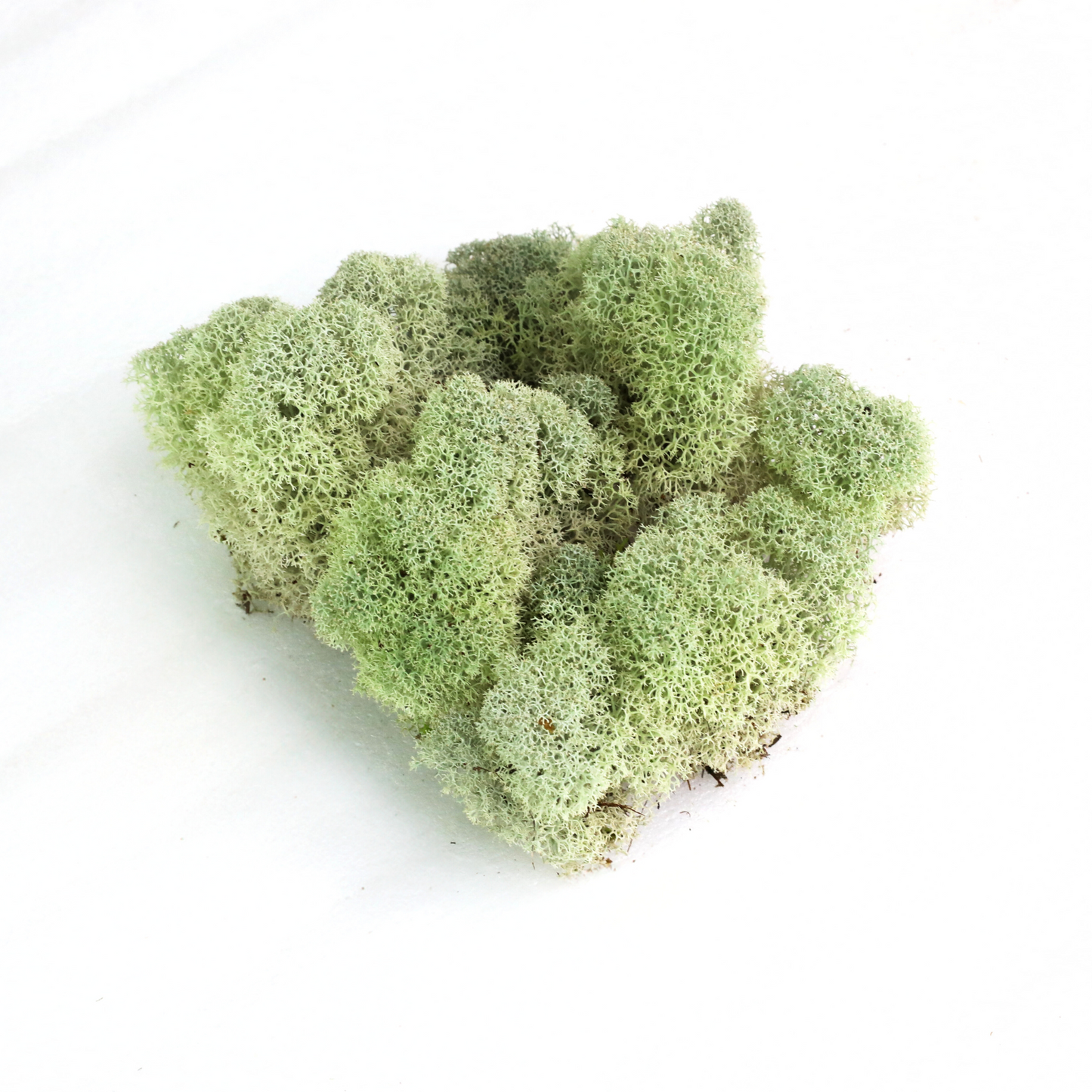 Mousse de renne canadienne naturelle - Revita™-Moss