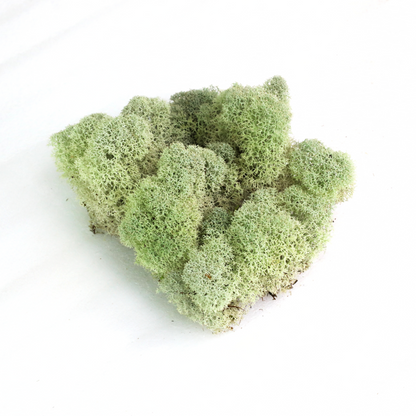 Mousse de renne canadienne naturelle - Revita™-Moss