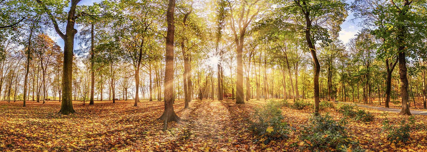 Impression sur toile - Arbres d'automne - Décoration murale