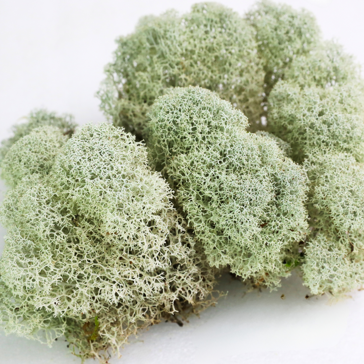 Mousse de renne canadienne naturelle - Revita™-Moss