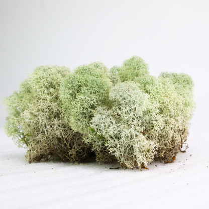 Mousse de renne canadienne naturelle - Revita™-Moss