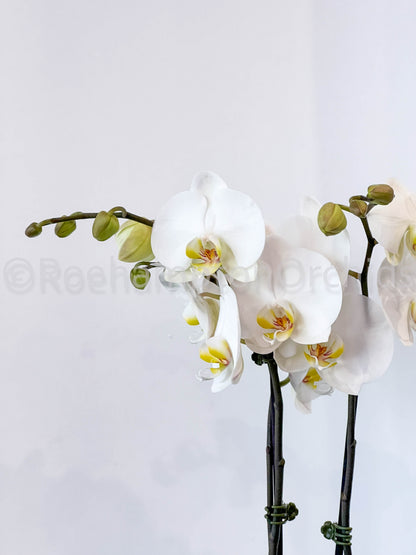 Composition classique d'orchidées