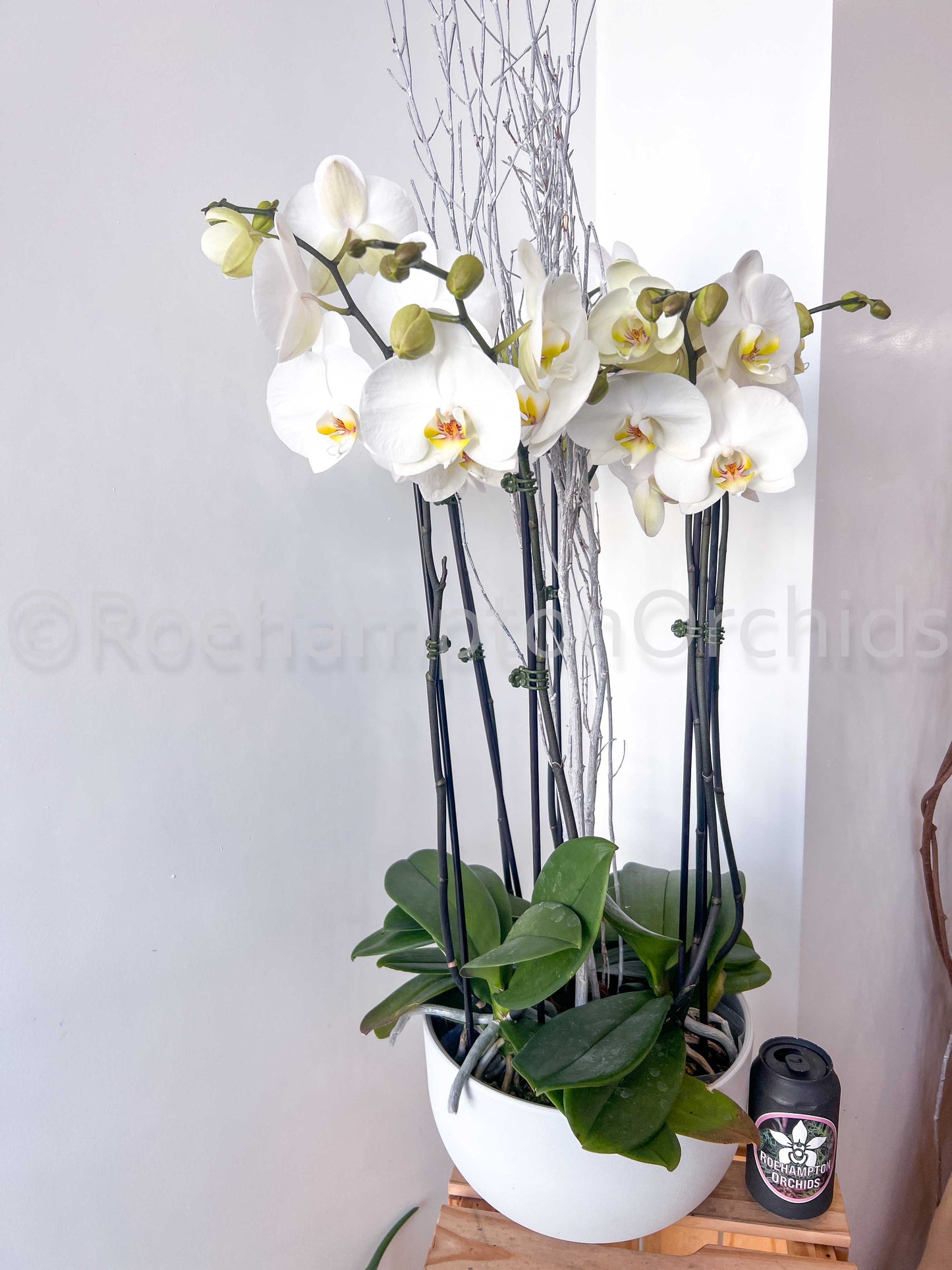Composition classique d'orchidées