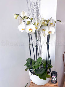 Composition classique d'orchidées