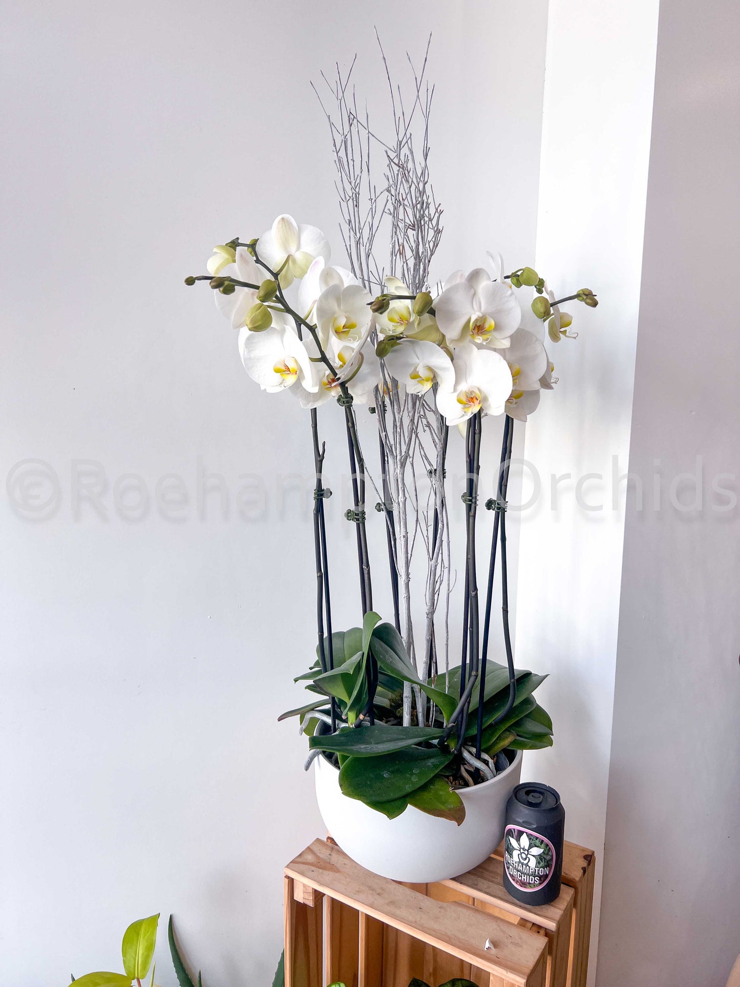 Composition classique d'orchidées