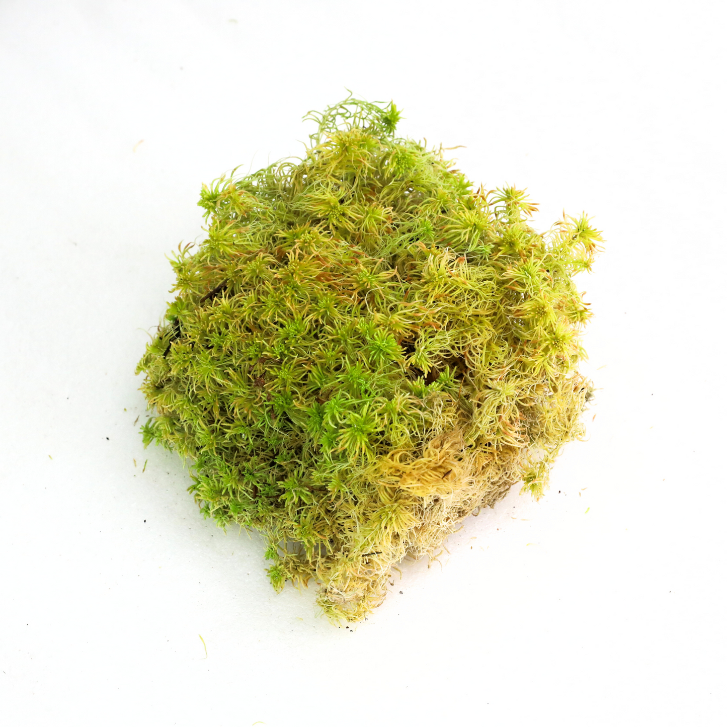 Mousse de sphaigne naturelle canadienne - Revita-Moss