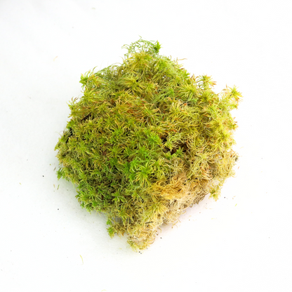 Mousse de sphaigne naturelle canadienne - Revita-Moss