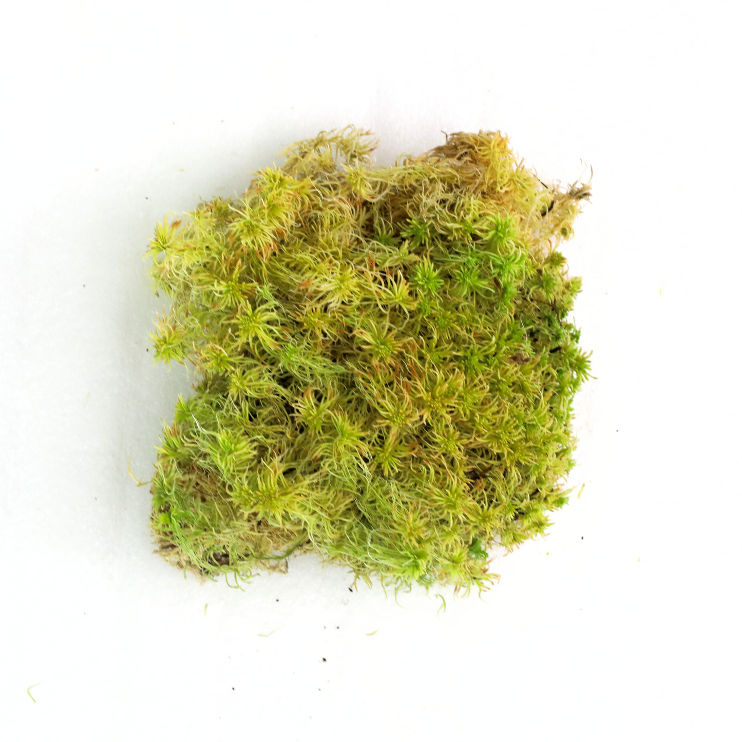 Mousse de sphaigne naturelle canadienne - Revita-Moss