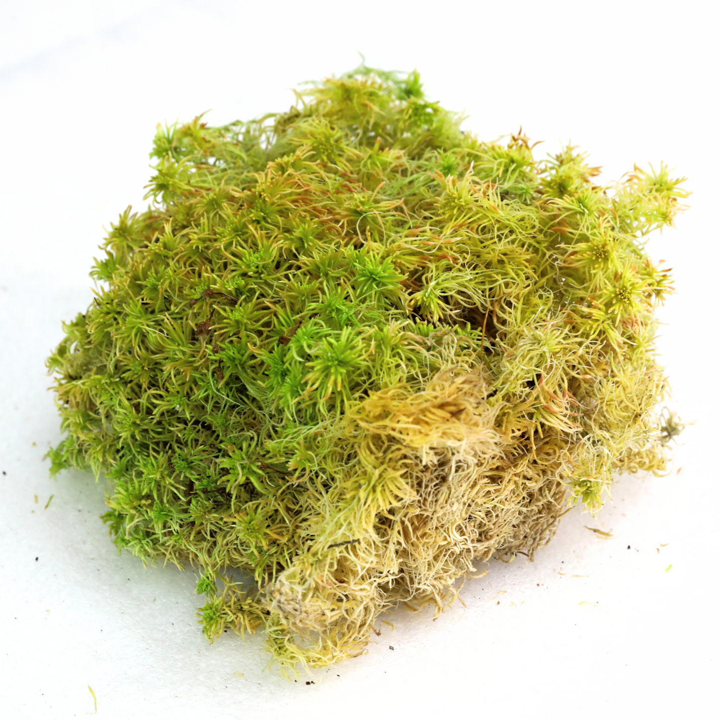 Mousse de sphaigne naturelle canadienne - Revita-Moss