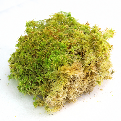 Mousse de sphaigne naturelle canadienne - Revita-Moss