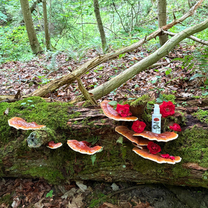 ROSE & REISHI SERUM