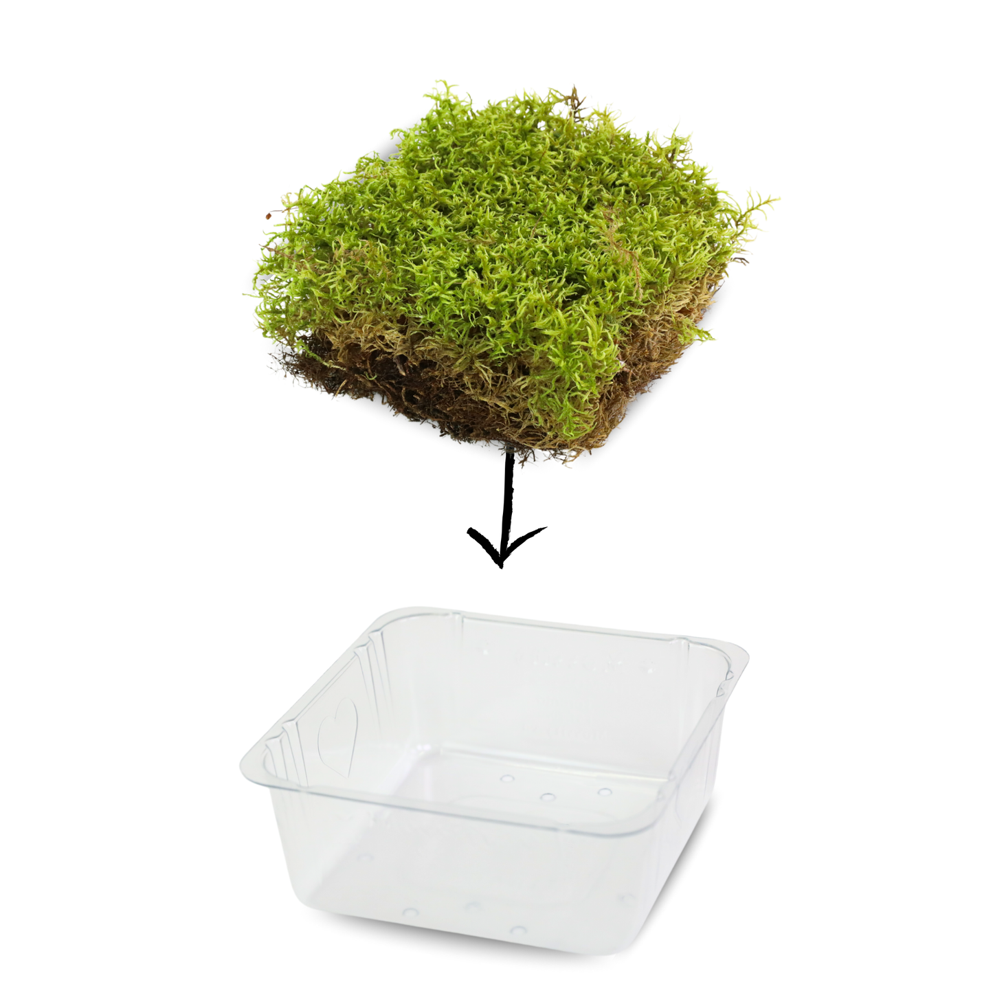 Mousse forestière canadienne naturelle - Revita-Moss™ (Pleurozium schreberi)