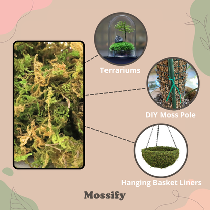 Mousse naturelle de forêt de première qualité