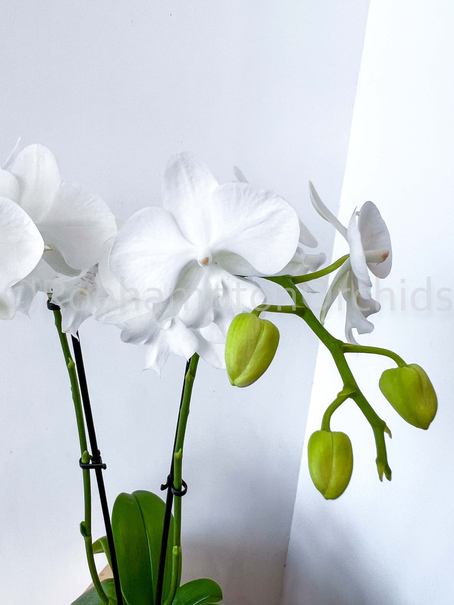 Best in Bloom - Compact Phalaenopsis with Pot