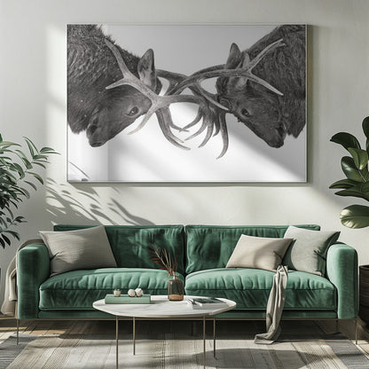 Décoration murale Œil pour œil - Combat d'élans