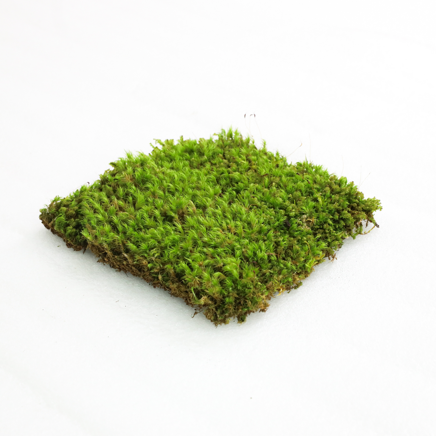 Mousse de sphaigne - Revita-Moss (Dicranum)