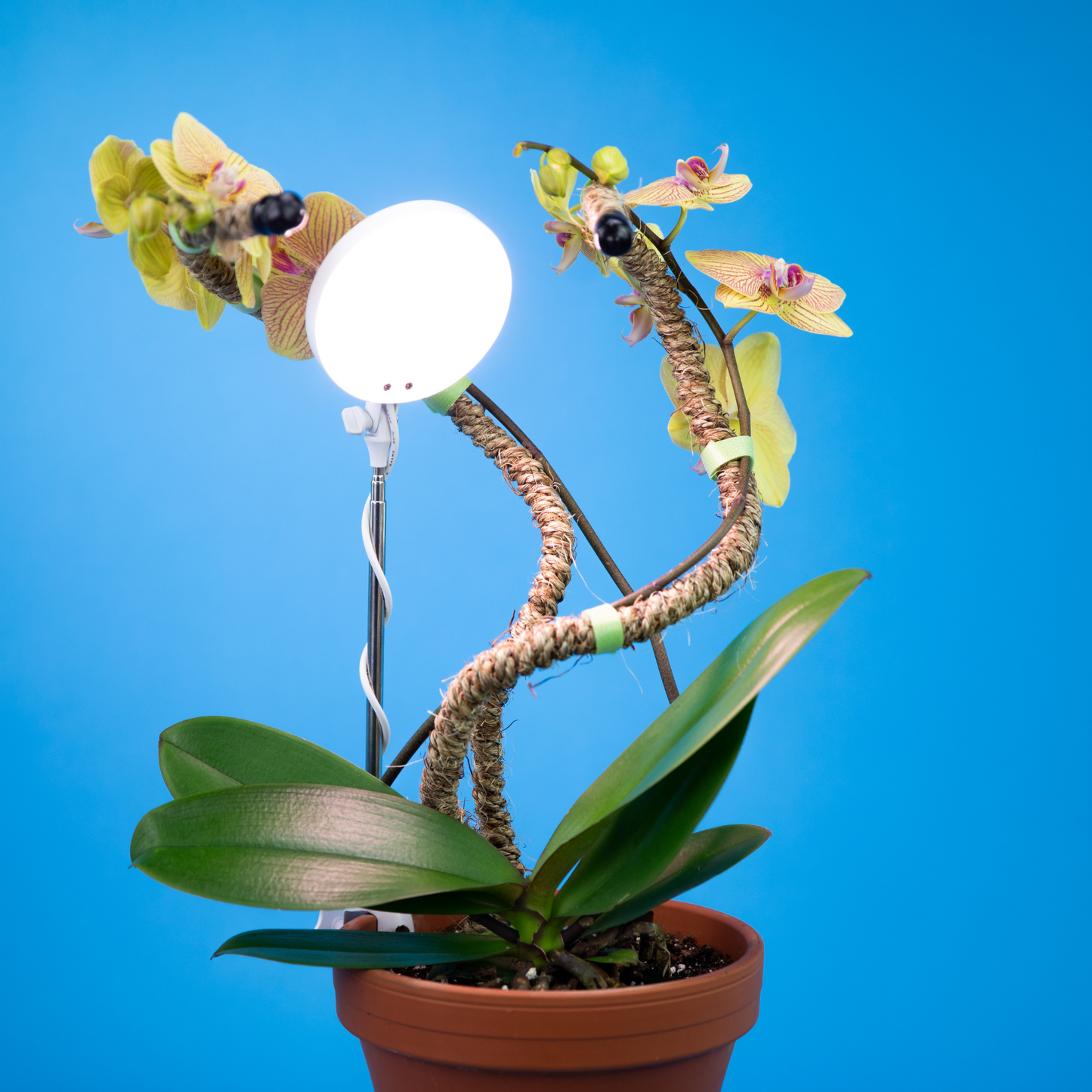 Lampe horticole LED réglable de 28 pouces