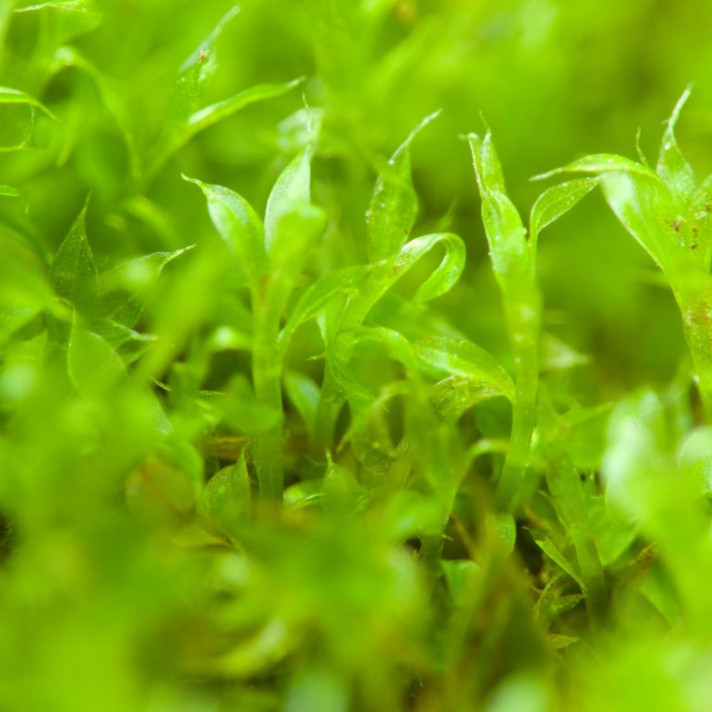 Mélange boréal indigène de mousse cultivable pour le soleil