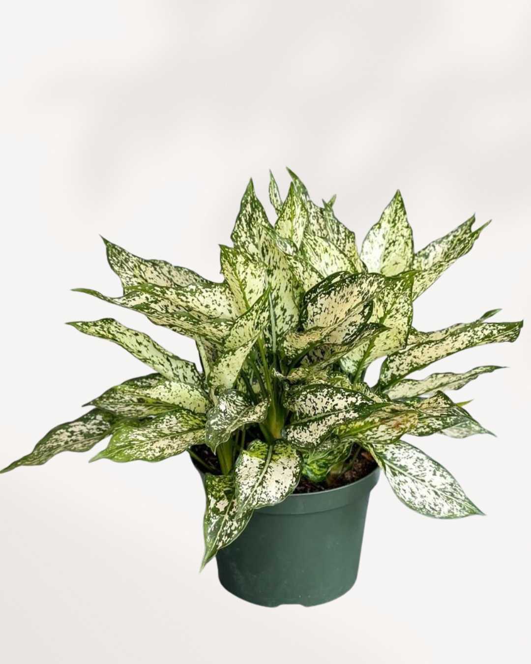 Aglaonema 'Spring Snow'
