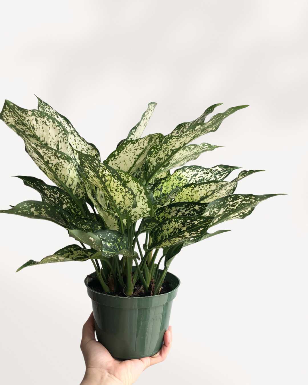 Aglaonema 'Spring Snow'