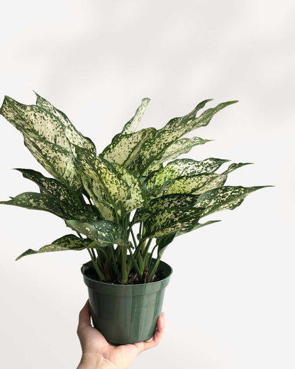 Aglaonema 'Spring Snow'