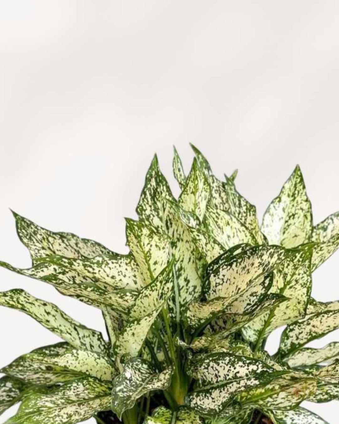Aglaonema 'Spring Snow'