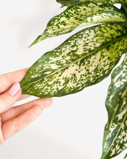 Aglaonema 'Spring Snow'